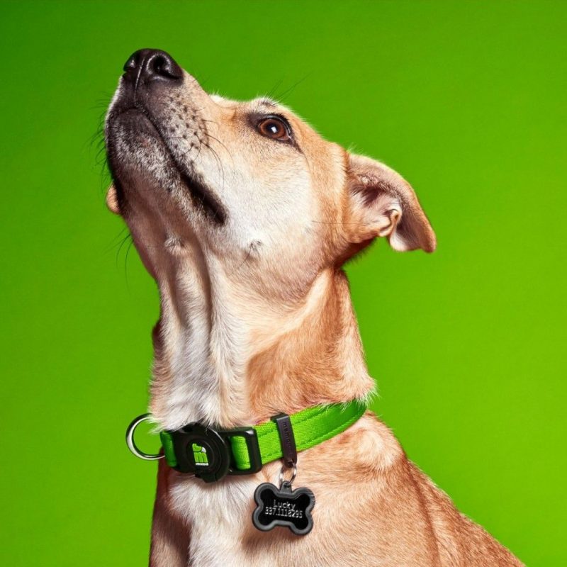 Memopet Halsband mit NFC Chip – Bild 6