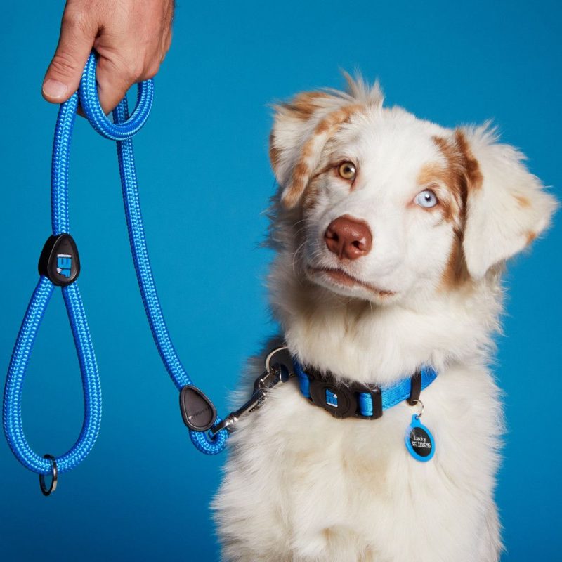 Memopet Halsband mit NFC Chip – Bild 5