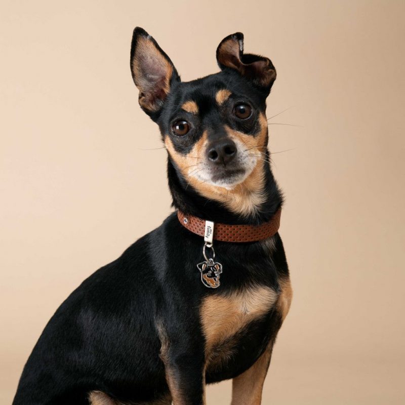 Friends Pinscher Plakette – Bild 3