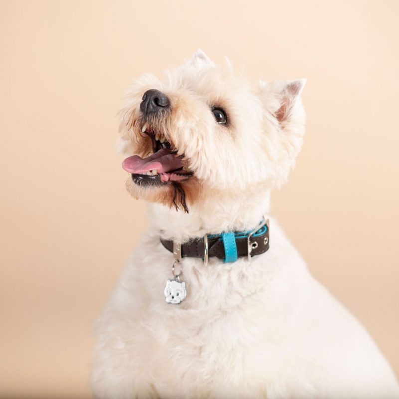 West Highland White Terrier Plakette – Bild 3