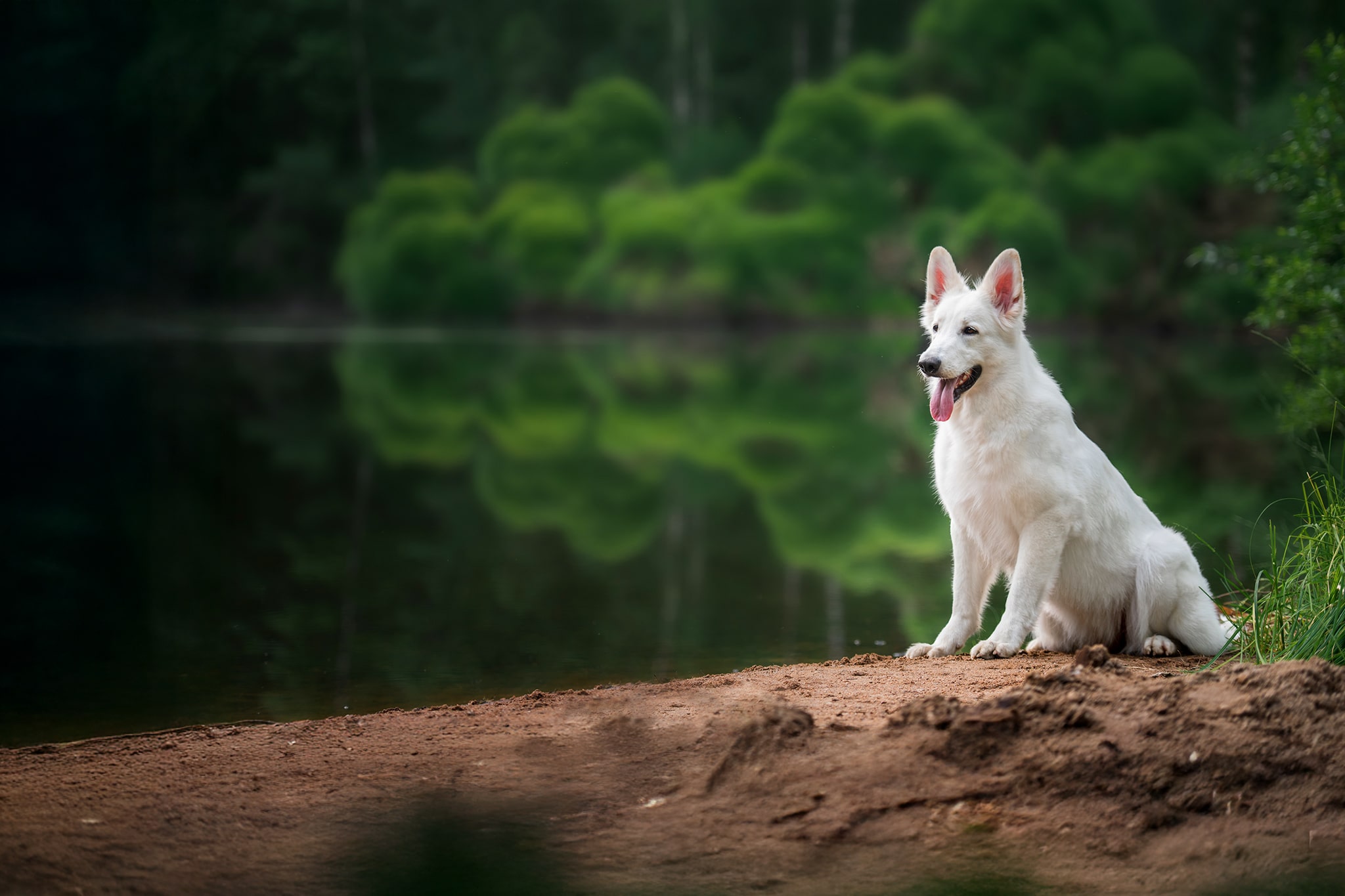 Weißer Hund sitzt vor einem Teich