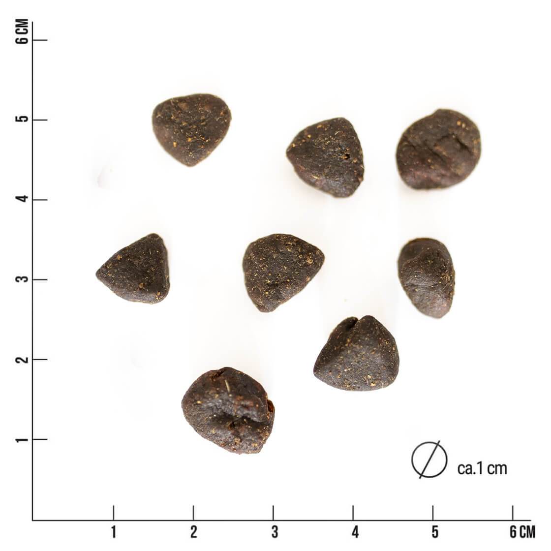 LammBa Zamba – Bild 4